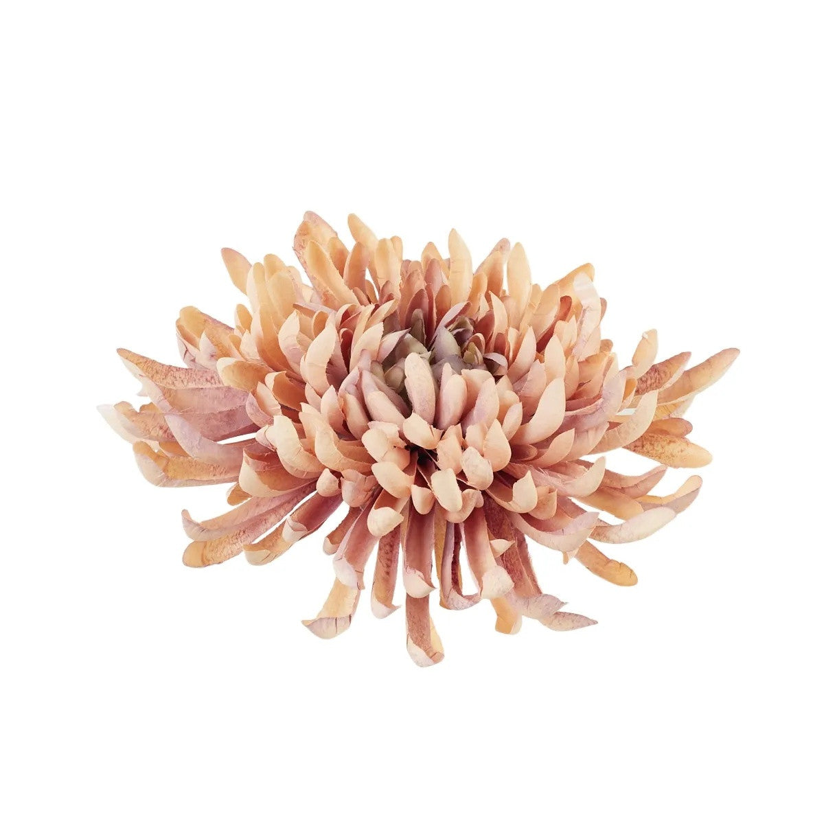 Beige/vaaleanpunainen tekokrysanteemin kukkapää, 20 cm