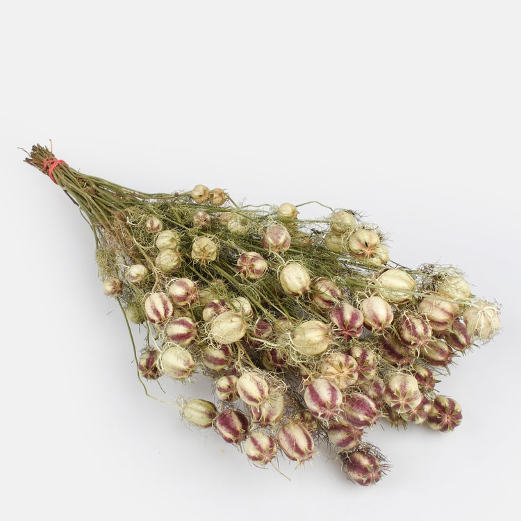 Roheline kuivatatud Nigella damascena 55 cm - Kunstlilled