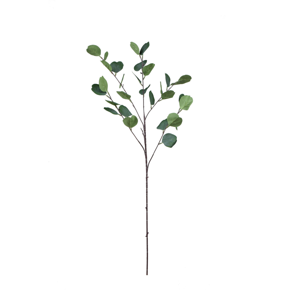 Eukalyptus – koristeoksa, 90 cm