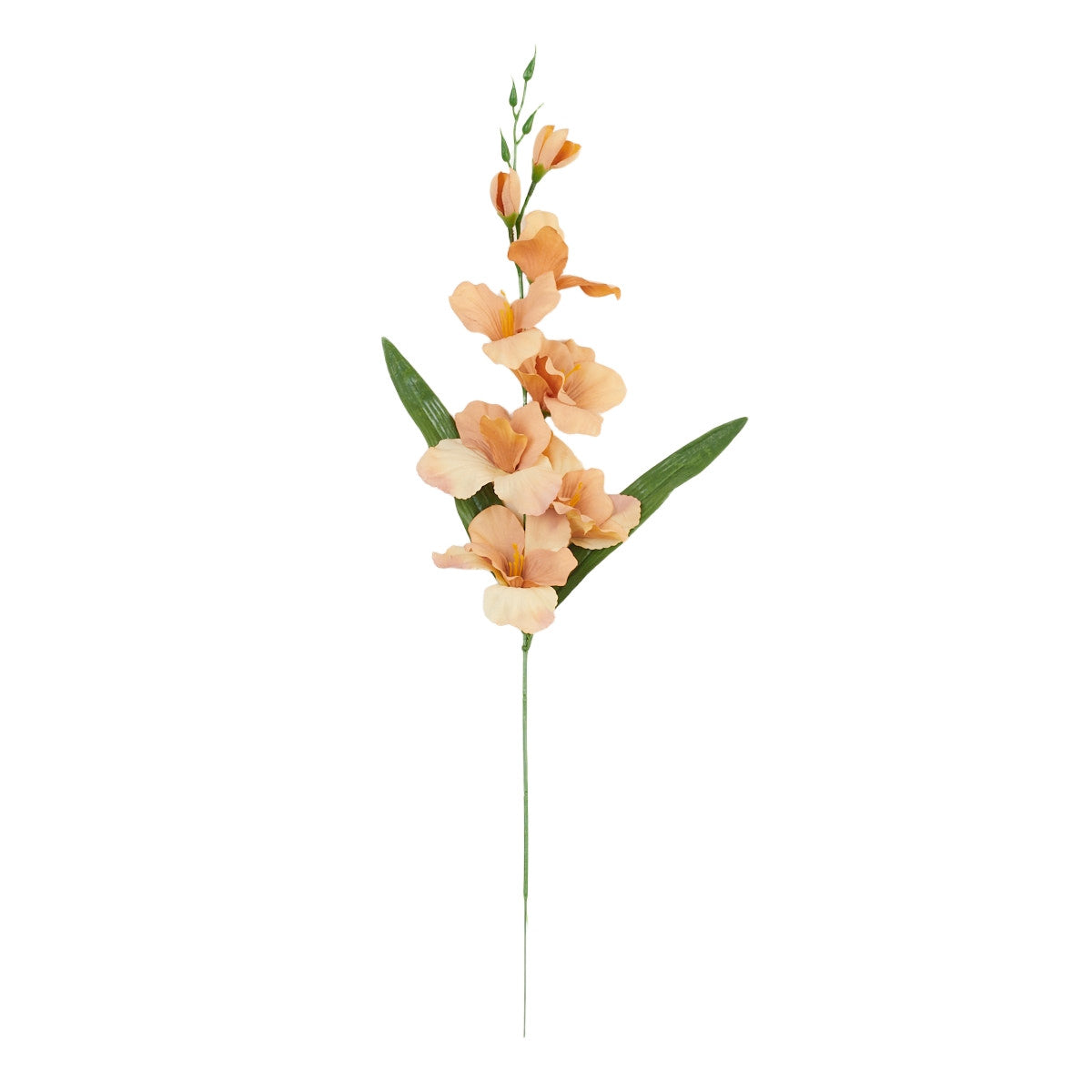 Gladiolus – tekokukka