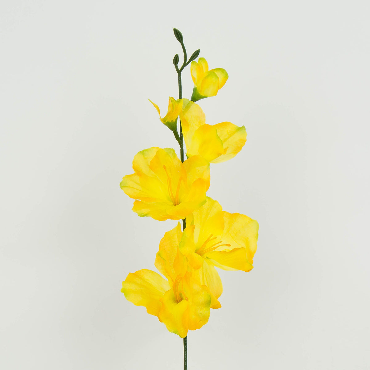 Gladiolus – tekokukka, 12 kpl