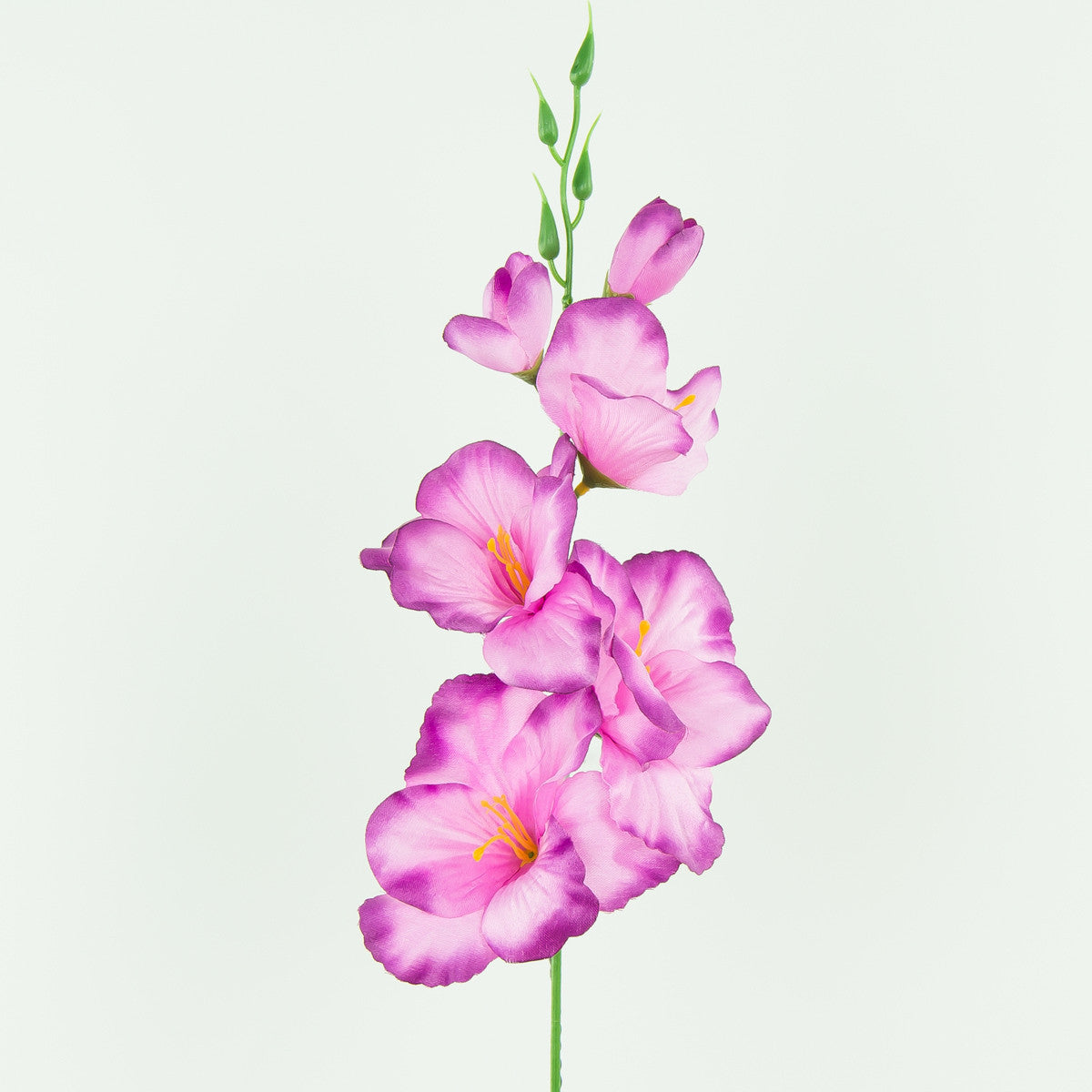 Gladiolus – tekokukka, satiini