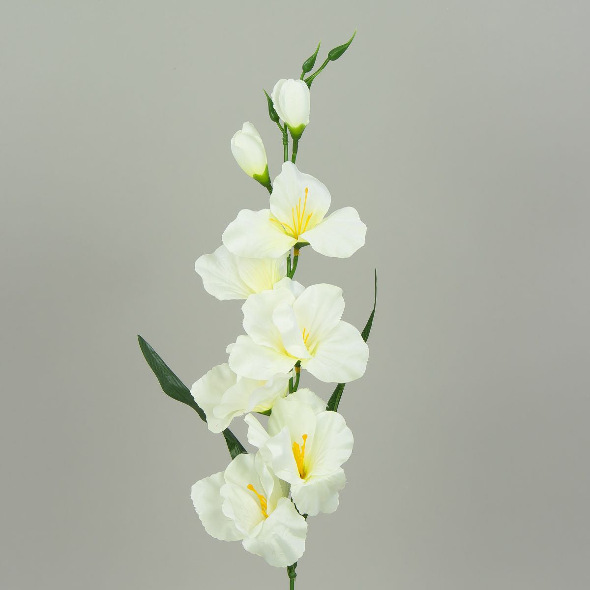 Gladiolus – tekokukka, satiini
