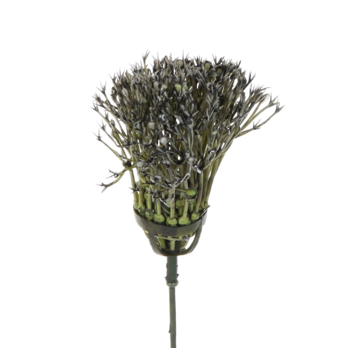 Koristeoksa, 37 cm