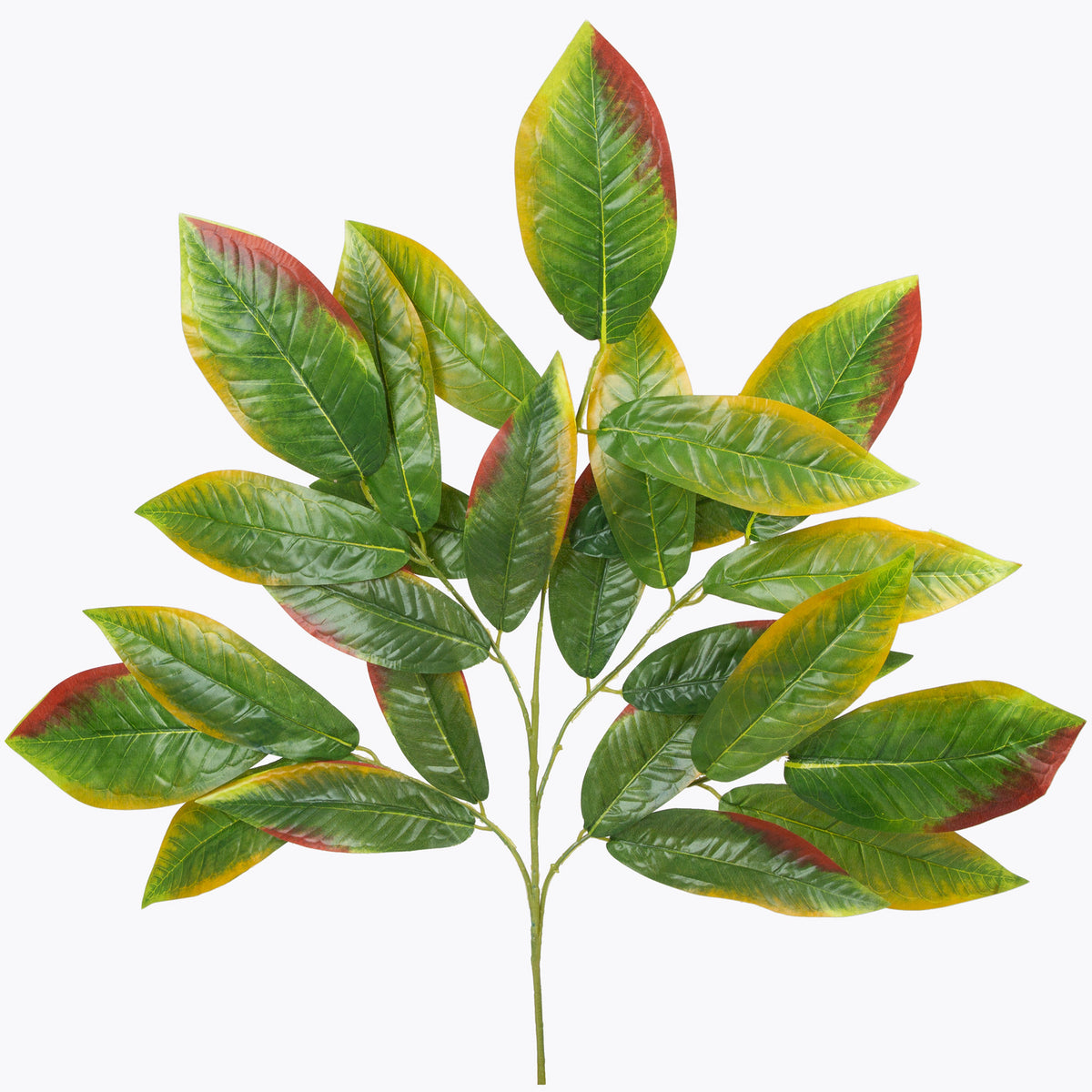 Mango – koristeoksa, 77 cm
