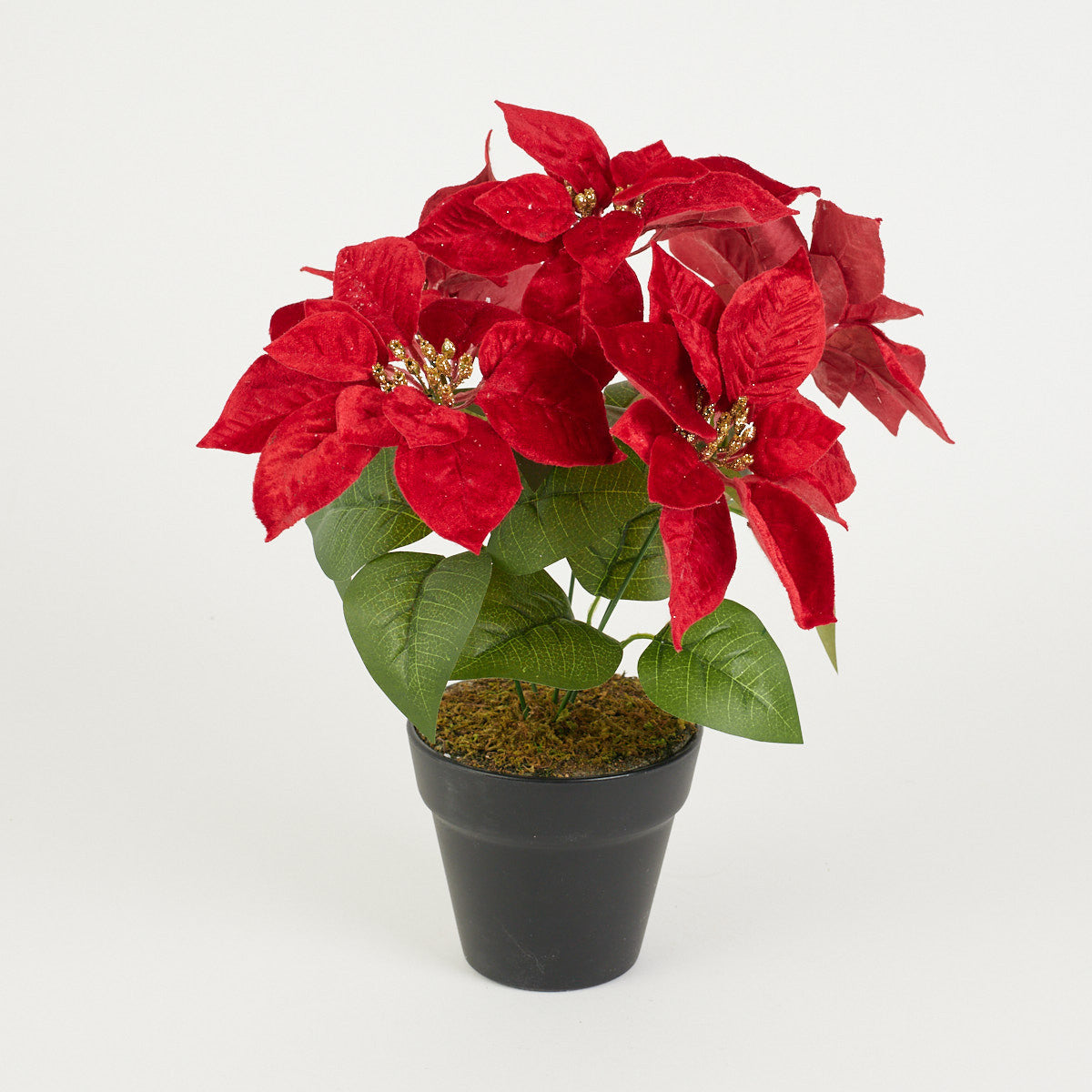 Punainen joulutähti – ruukkutekokasvi, 37 cm