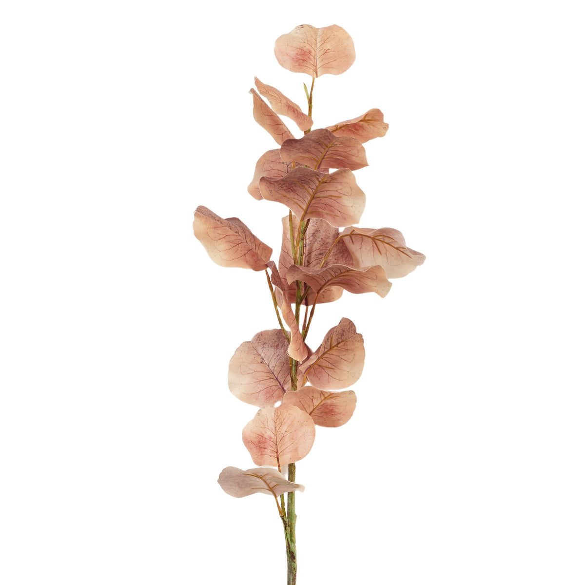 Ruskea koristeoksa, 90 cm