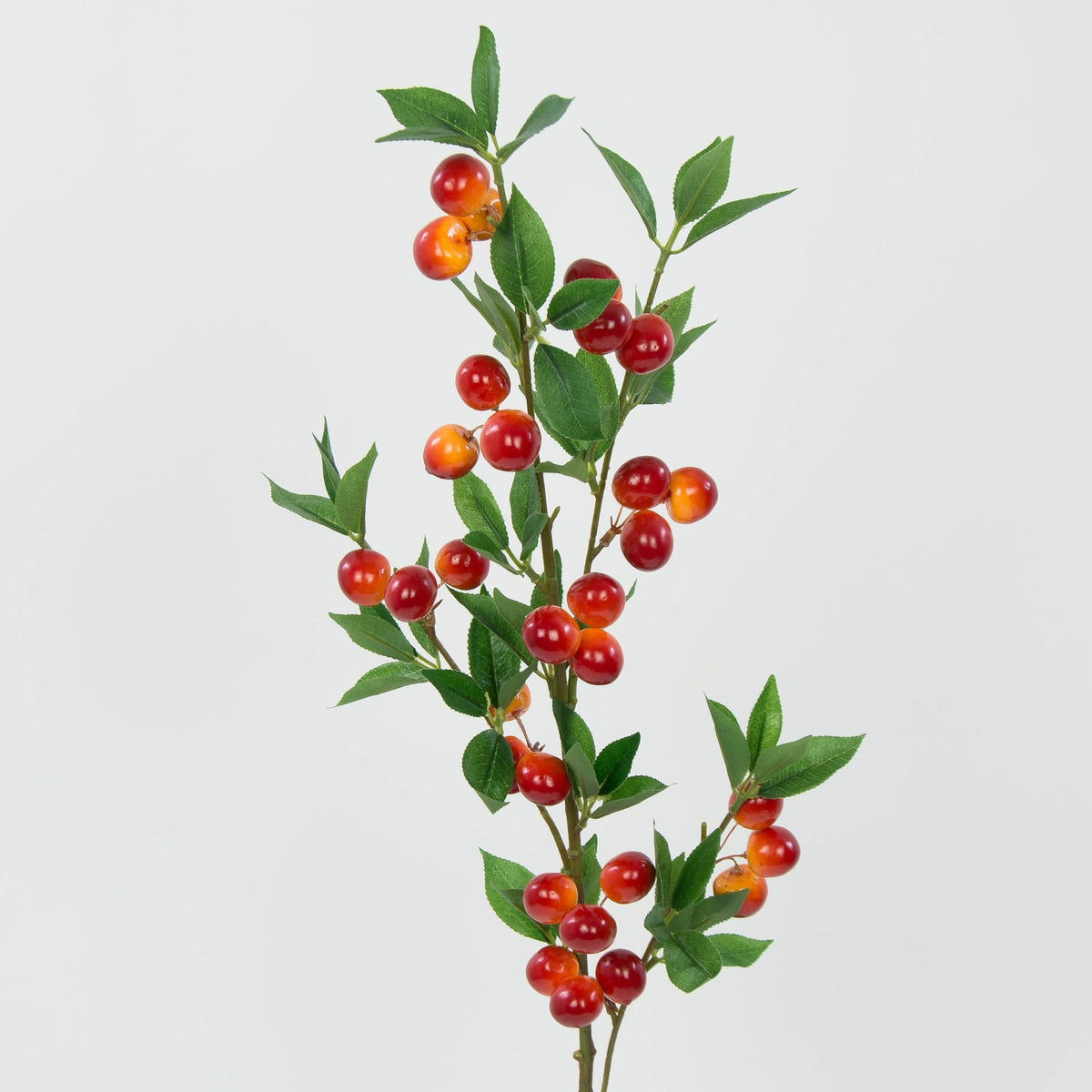 Tekokasvi, 2.5 cm