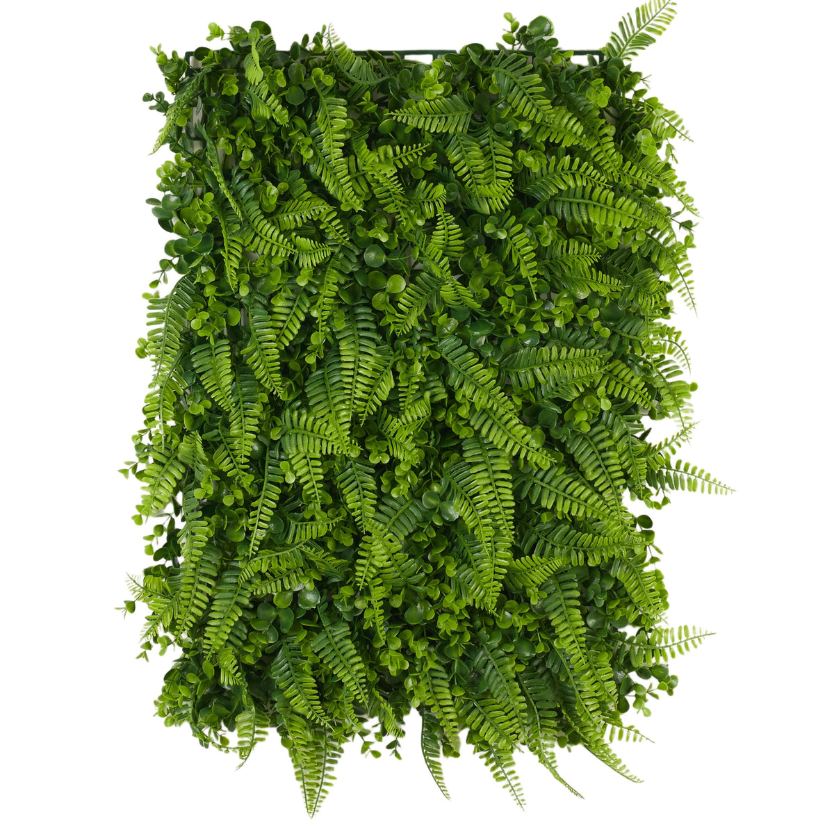 Tekokasvi, 60 cm