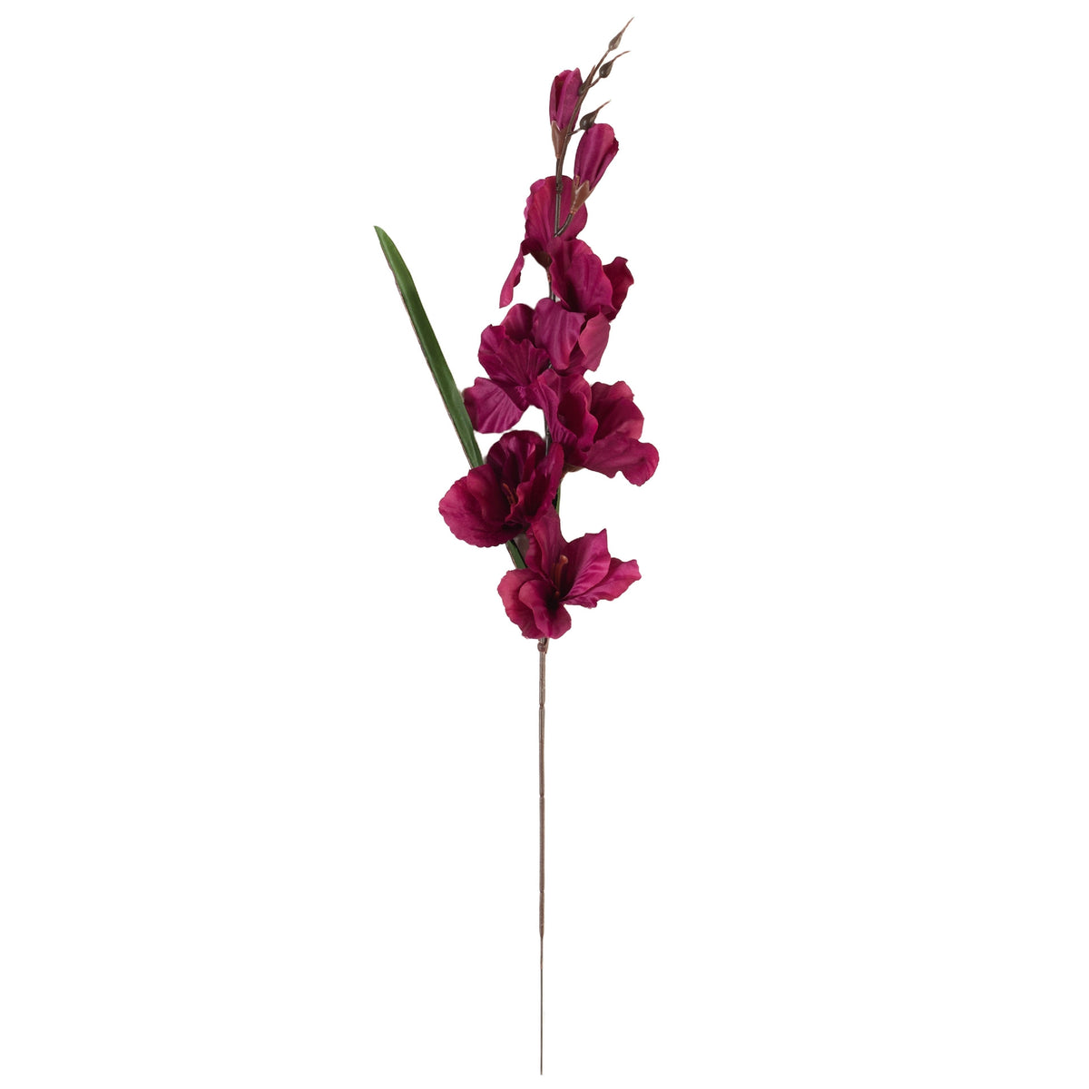 Violetti gladiolus – tekokukka