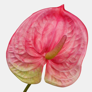 Roosa