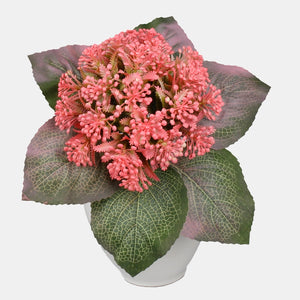 Roosa