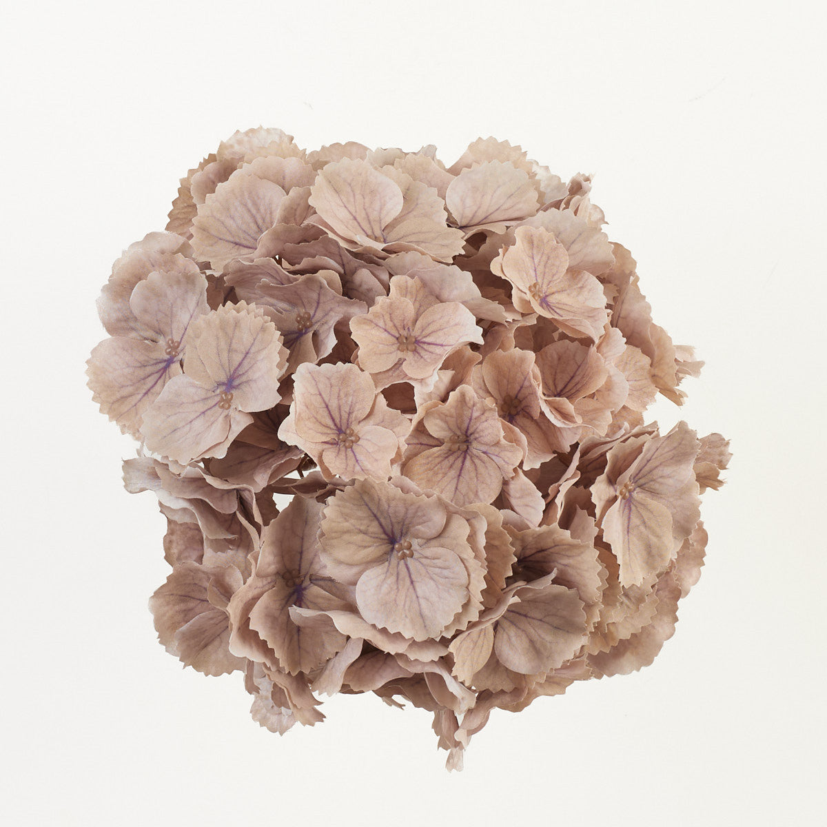 Beige tekohortensian kukkapää, 21 cm