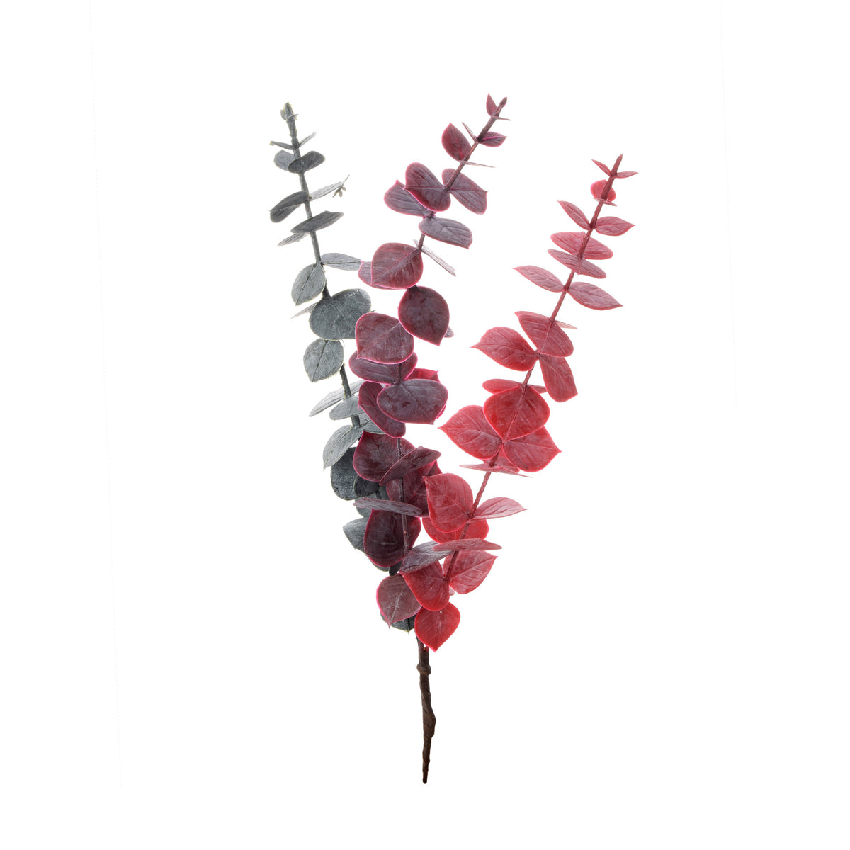 Eukalyptus – koristeoksa, 44 cm