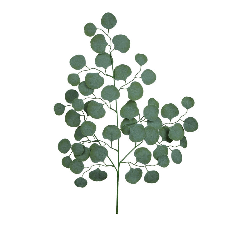 Eukalyptus – koristeoksa, 70 cm