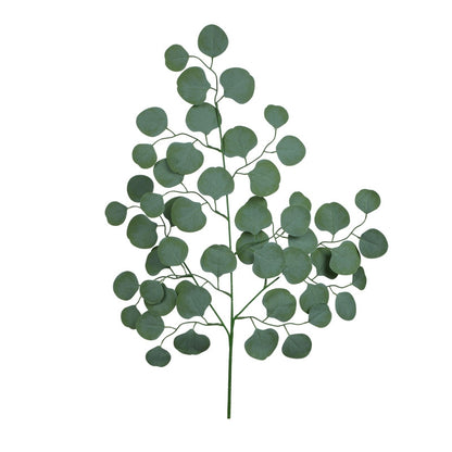 Eukalyptus – koristeoksa, 70 cm