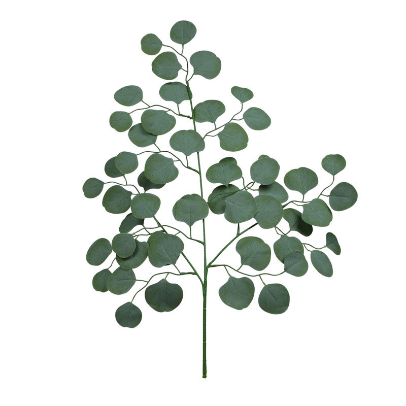 Eukalyptus – koristeoksa, 70 cm