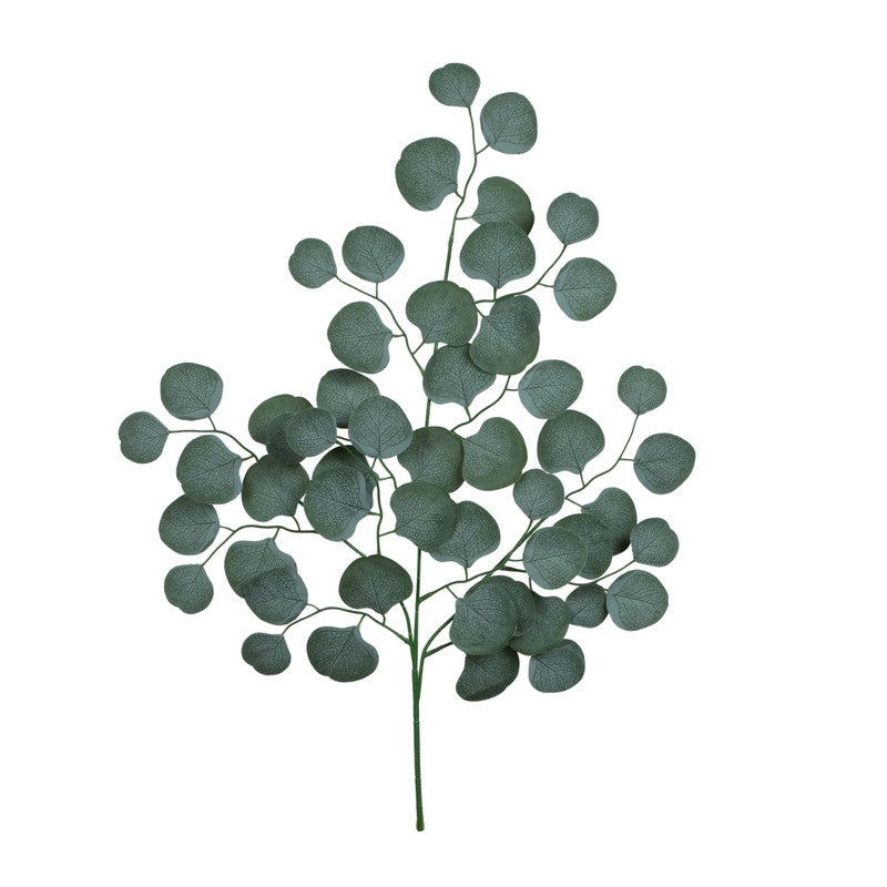 Eukalyptus – koristeoksa, 70 cm