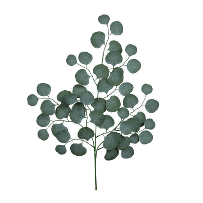 Eukalyptus – koristeoksa, 70 cm