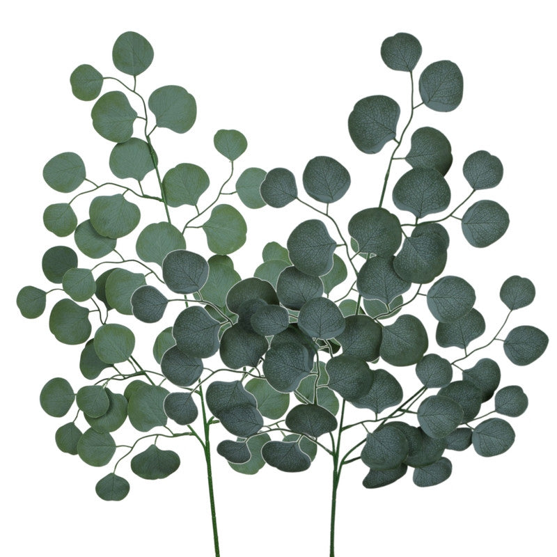 Eukalyptus – koristeoksa, 70 cm
