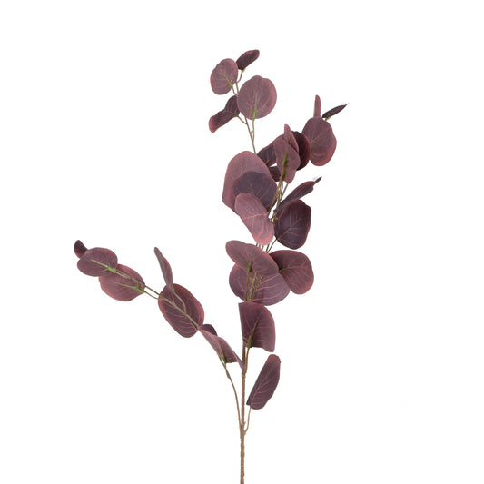 Eukalyptus – koristeoksa, 85 cm