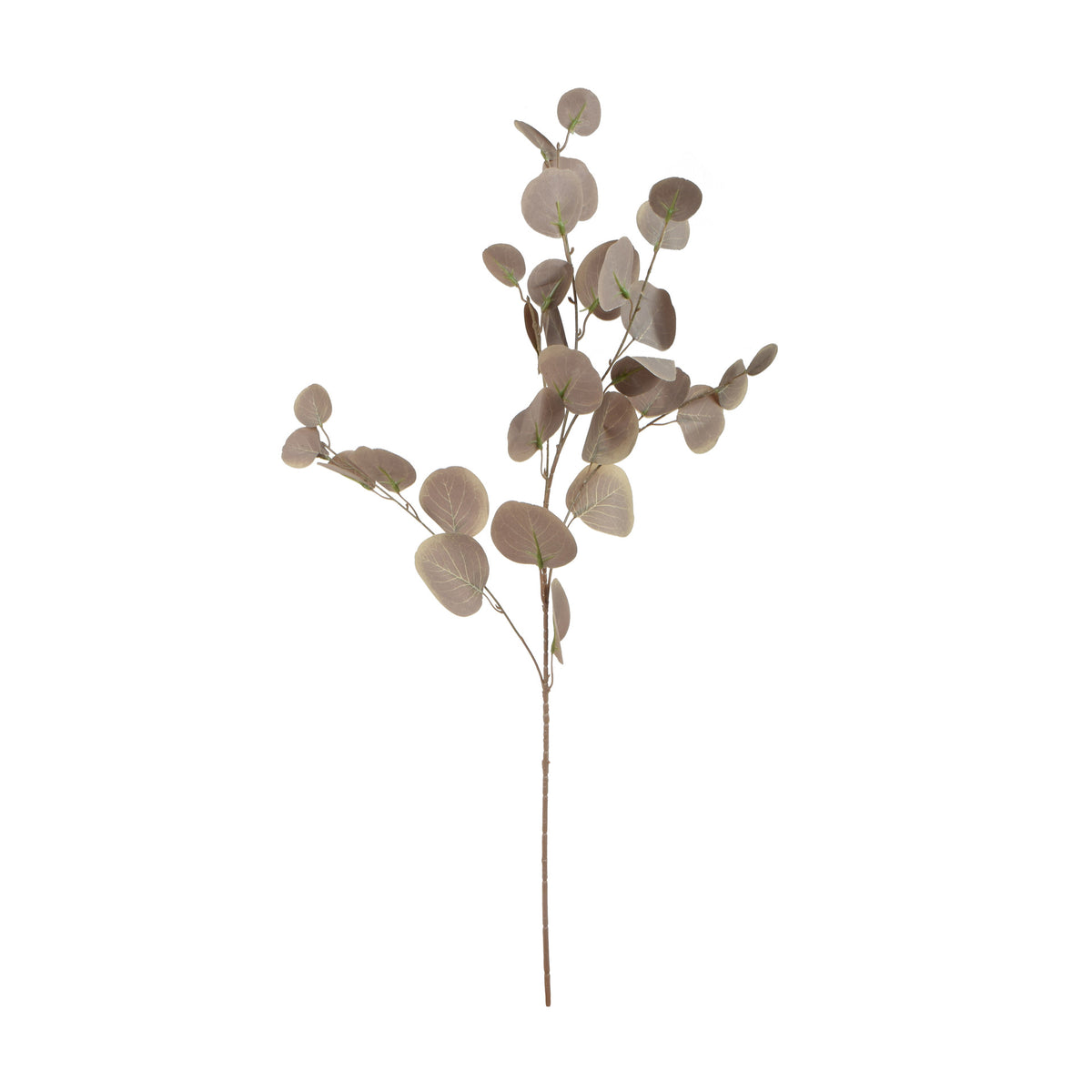 Eukalyptus – koristeoksa, 85 cm