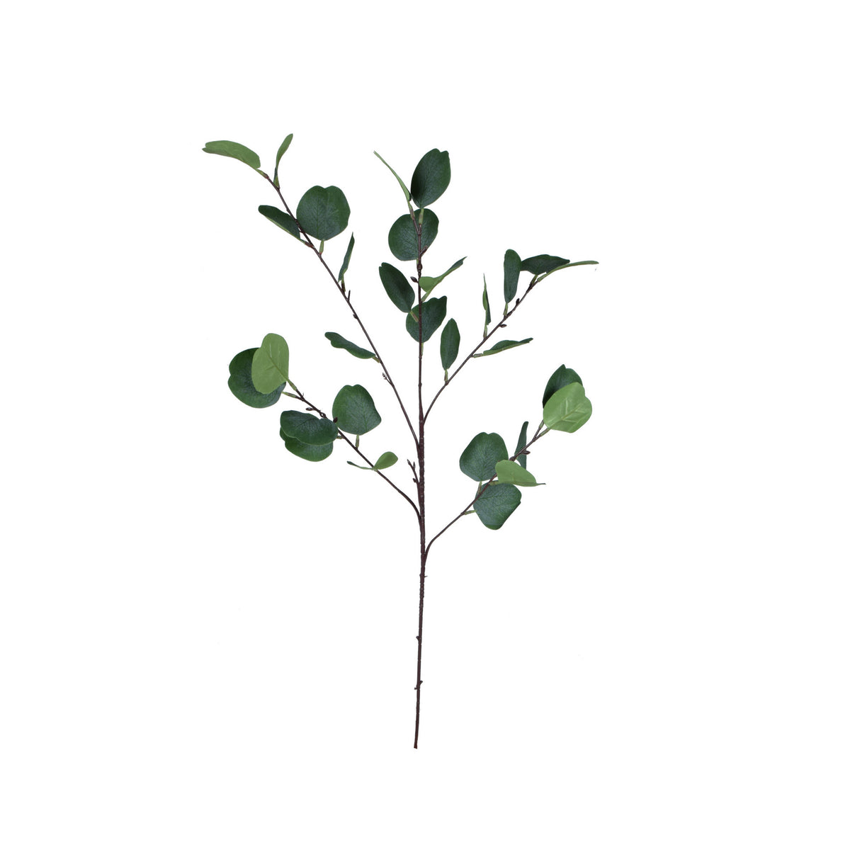 Eukalyptus – koristeoksa, 90 cm