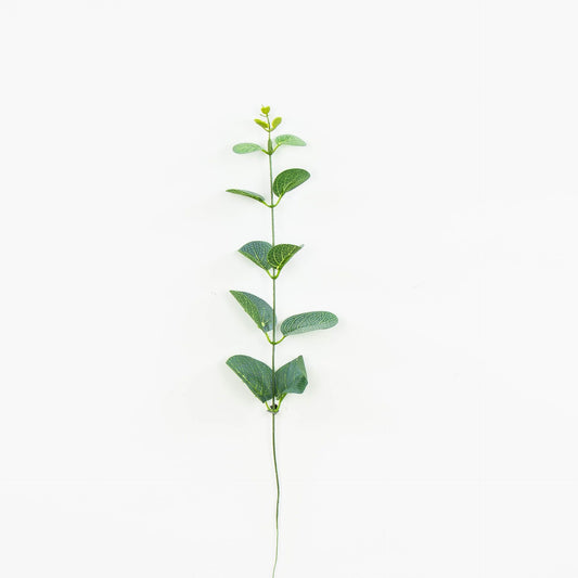 Eukalyptus – tekokasvi, 12 kpl