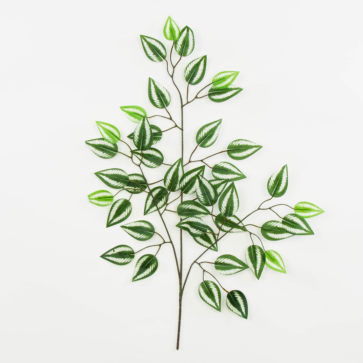 Fiikus – koristeoksa, 60 cm, 12 kpl