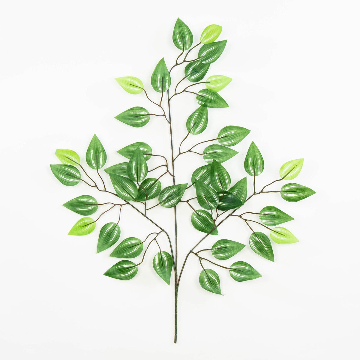 Fiikus – koristeoksa, 60 cm, 12 kpl