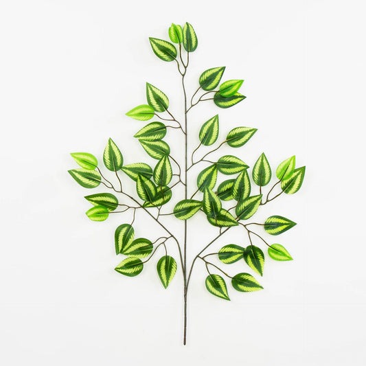 Fiikus – koristeoksa, 60 cm, 12 kpl