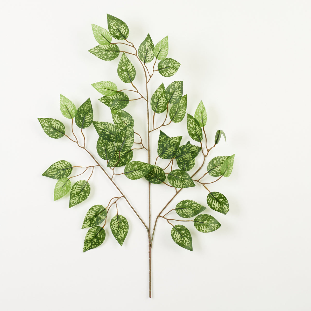 Fiikus – koristeoksa, 60 cm, 12 kpl
