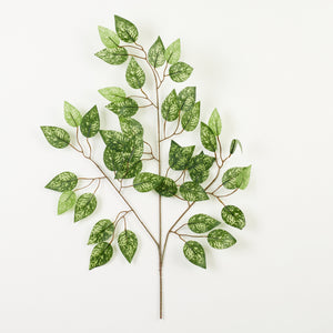 Fiikus – koristeoksa, 60 cm, 12 kpl