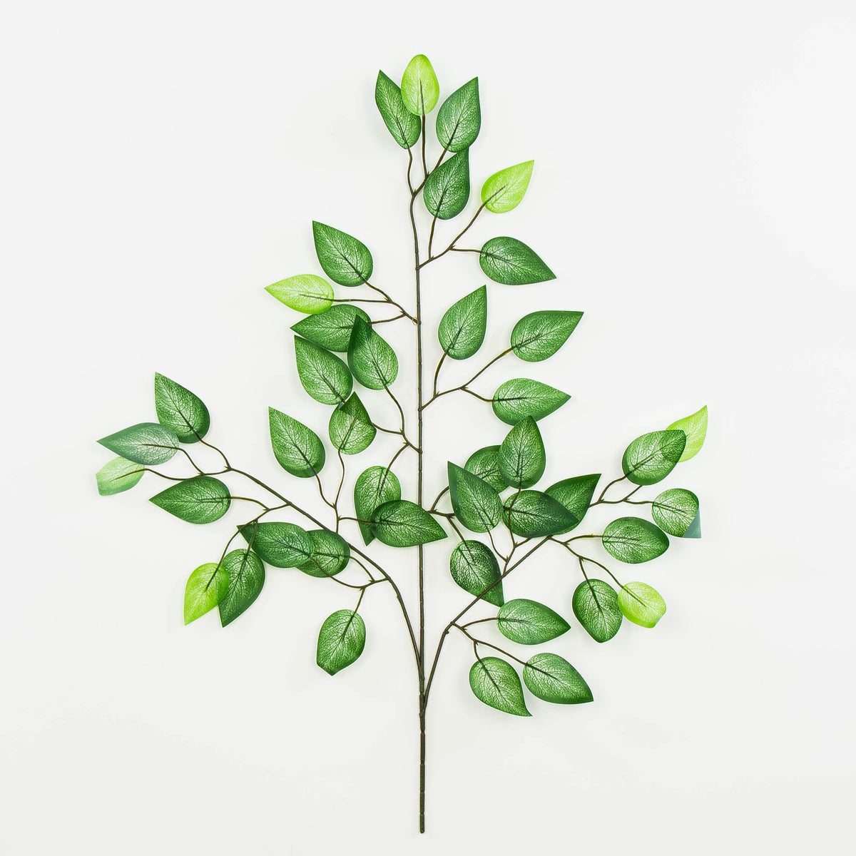 Fiikus – koristeoksa, 60 cm, 12 kpl
