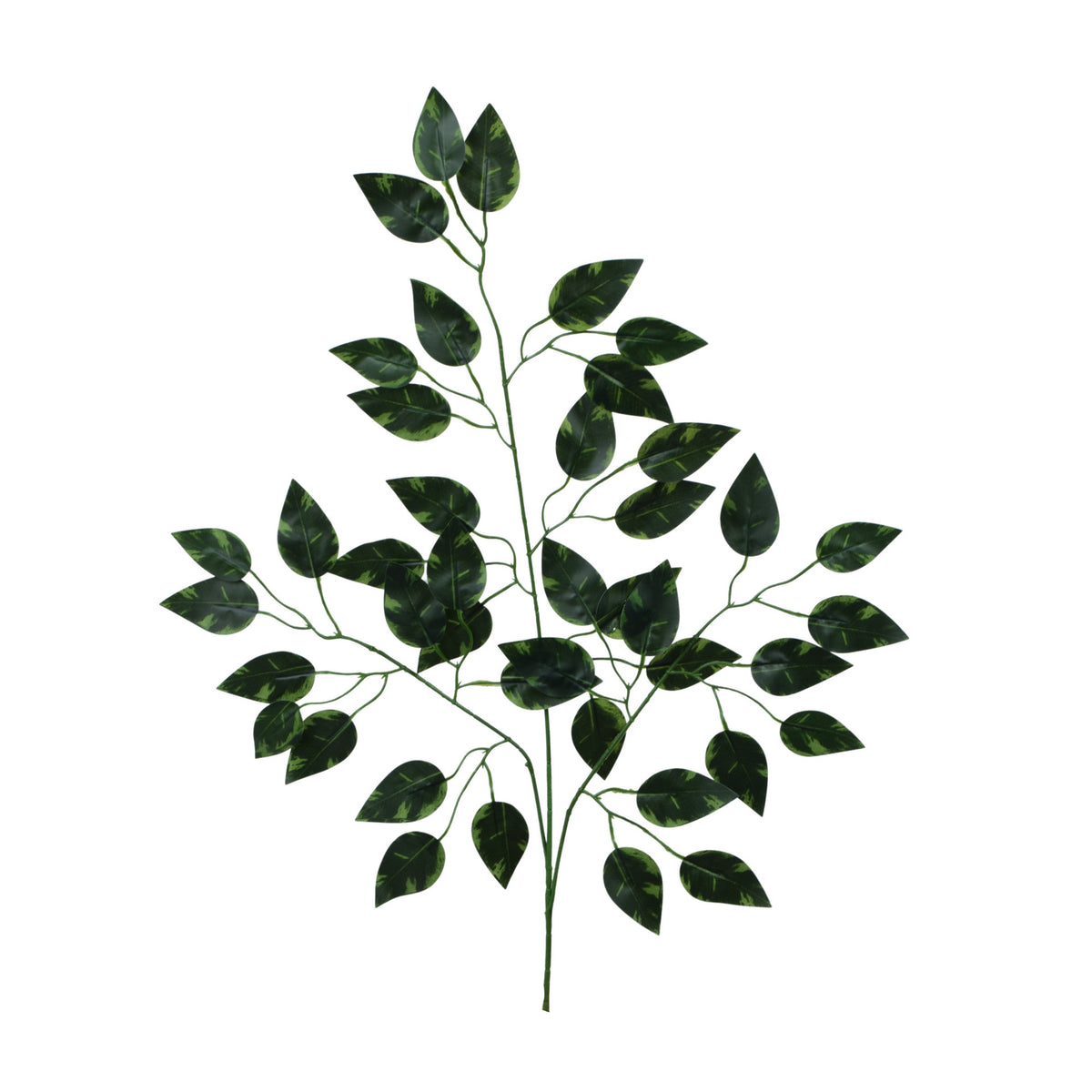 Fiikus – koristeoksa, 62 cm