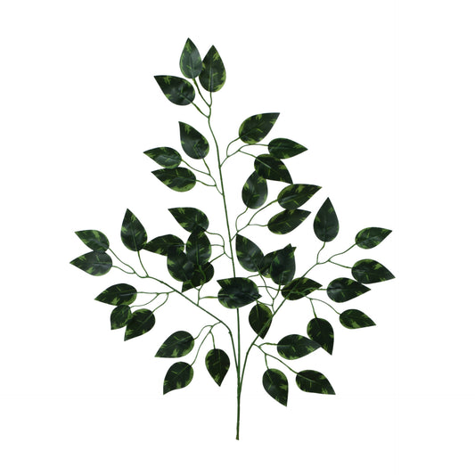 Fiikus – koristeoksa, 62 cm