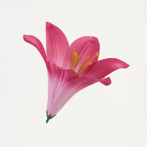 Fuksia