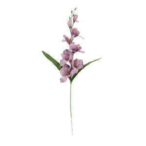 Gladiolus – tekokukka