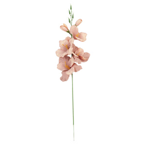 Gladiolus – tekokukka