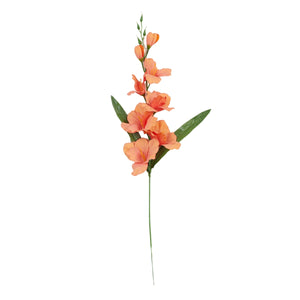 Gladiolus – tekokukka