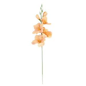 Gladiolus – tekokukka