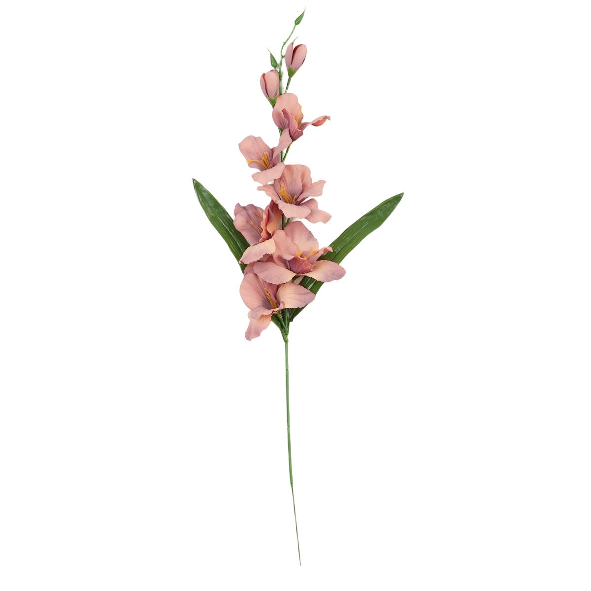 Gladiolus – tekokukka