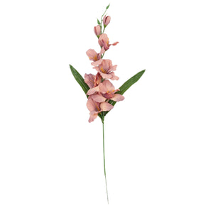 Gladiolus – tekokukka