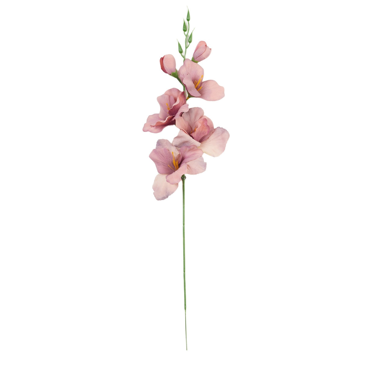 Gladiolus – tekokukka