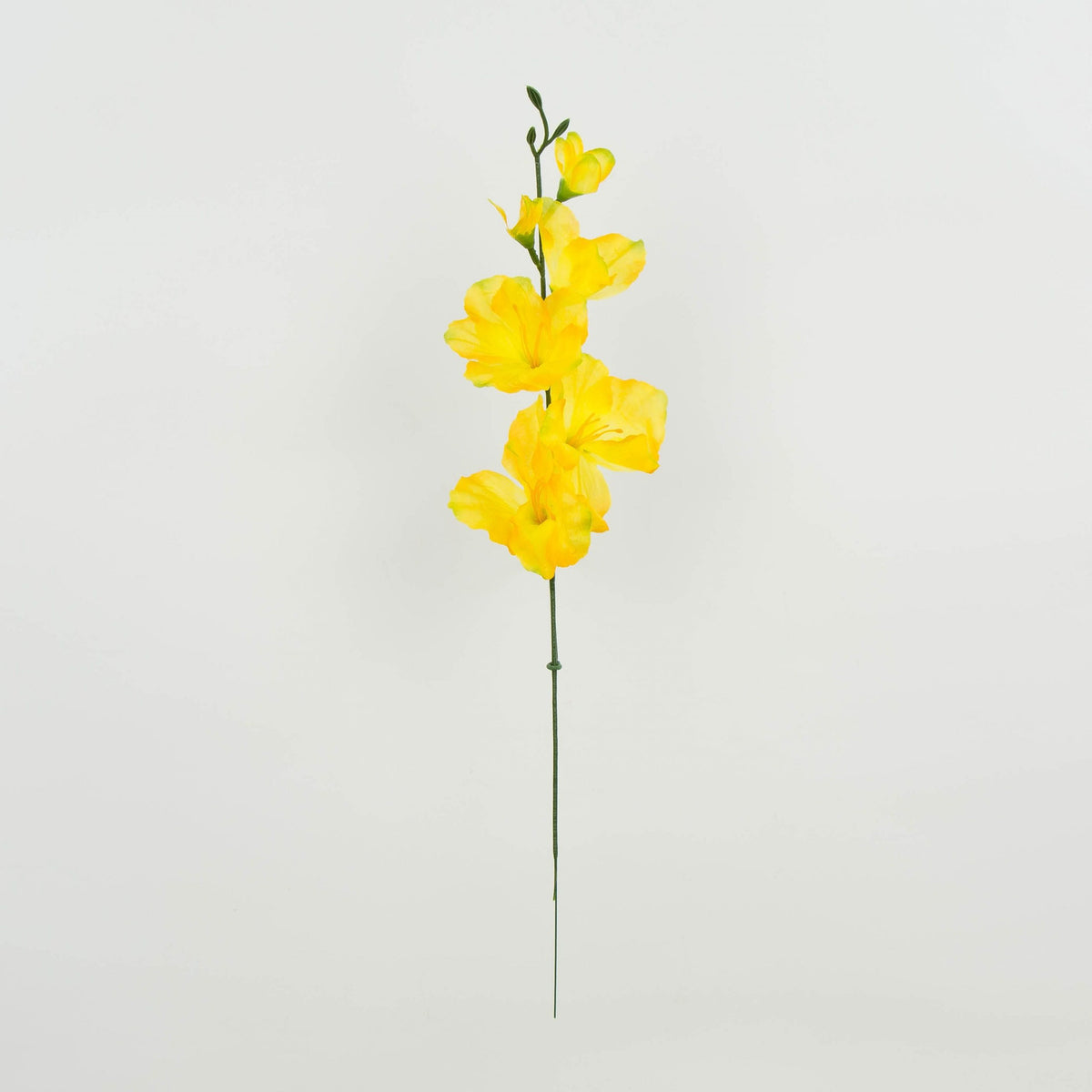 Gladiolus – tekokukka, 12 kpl