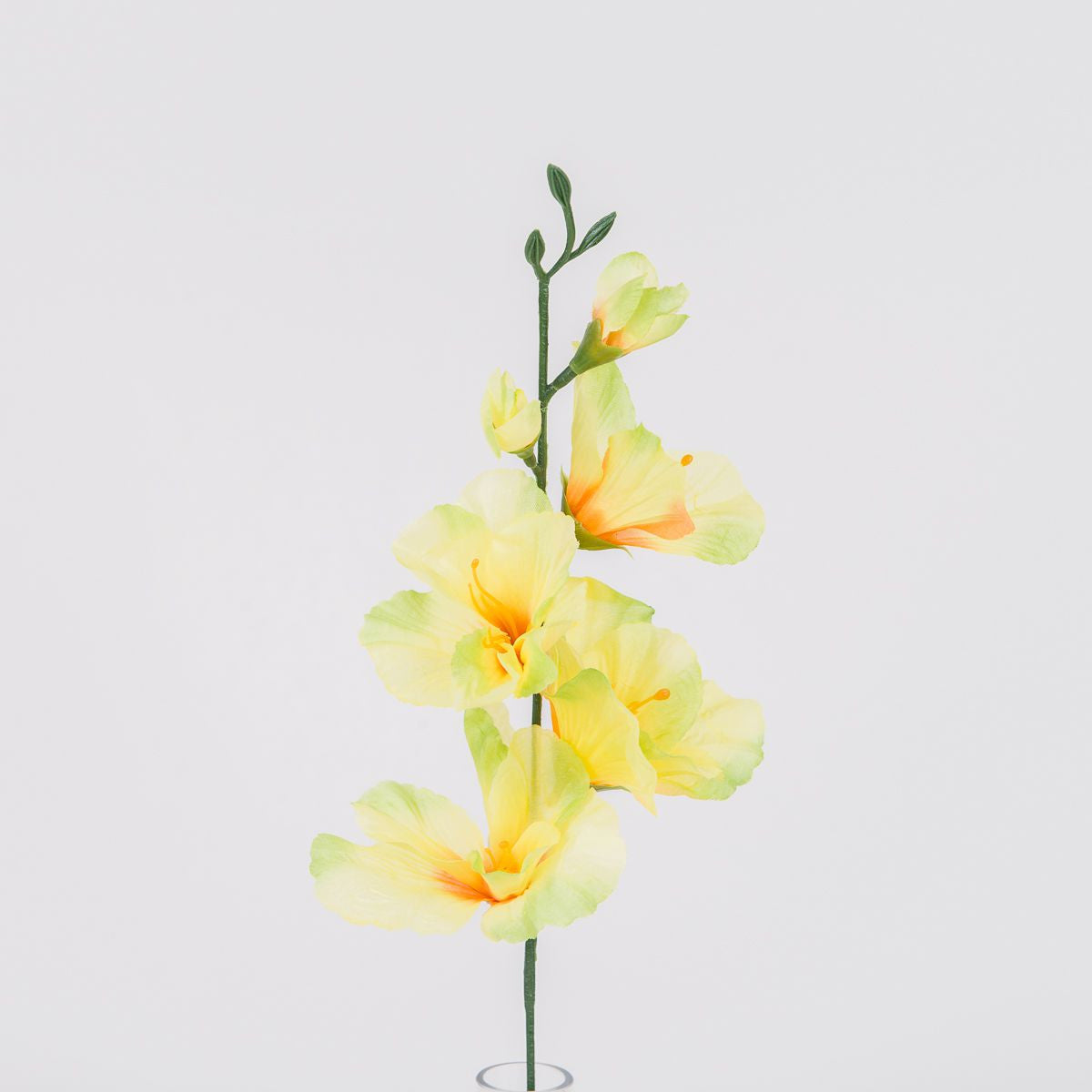 Gladiolus – tekokukka, 12 kpl