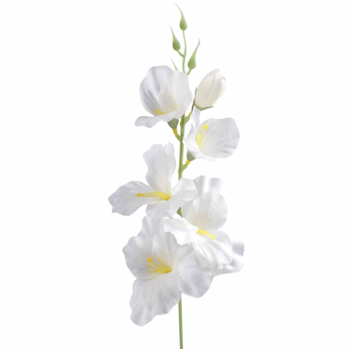 Gladiolus – tekokukka, 55 cm