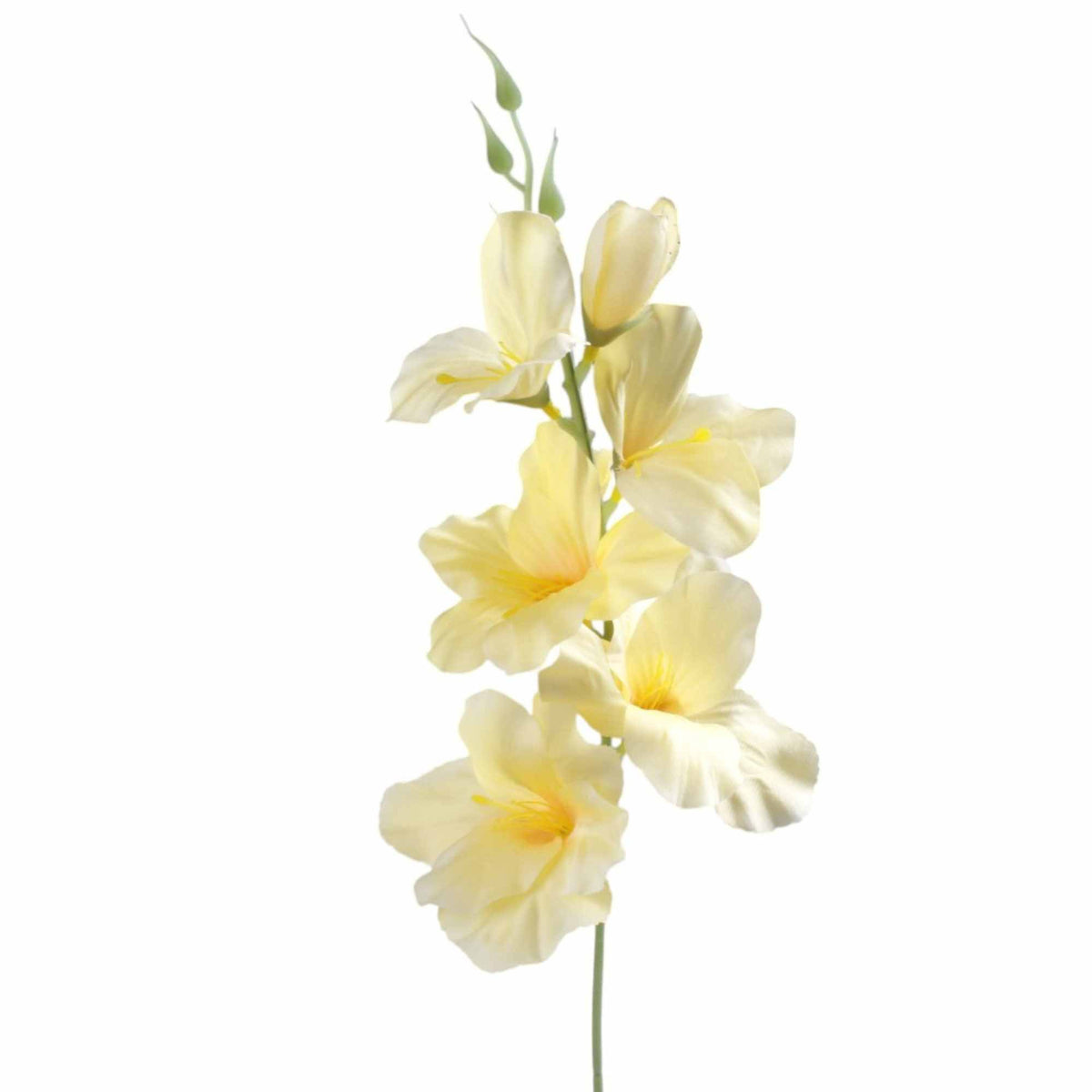 Gladiolus – tekokukka, 55 cm