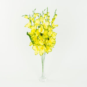 Gladiolus – tekokukka, satiini