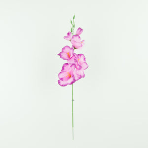 Gladiolus – tekokukka, satiini